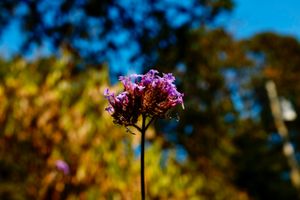Purple flower (Verbena Bonariensis) against a backdrop of blurry yellow and blue sky