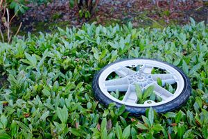 A wheel laying flat on top of a bush of green leaves. It has a smooth black tire and gray plastic spokes. The shiny metal axle of the wheel is sticking up.