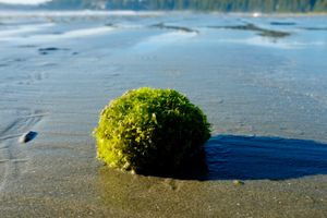 A globular blob of moss/seaweed on a sandy beach, shadow to the right