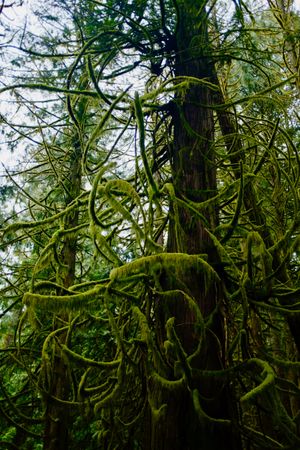 A tree with lots of bendy branches, all covered with some light green fuzzy moss
