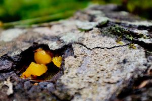 A fungus growing in a fallen tree log, perhaps a orange jelly.