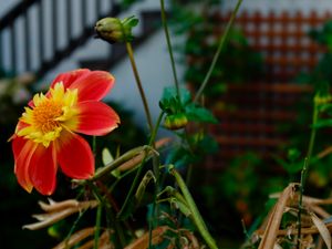 An orange and yellow flower with a blurry background of green plants and a wooden garden trellis