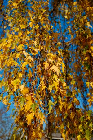 Yellow leaves, perhaps European Weeping Birch, hanging down against a blue sky