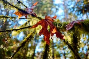 Orange maple leave resting on branches covered in moss.
