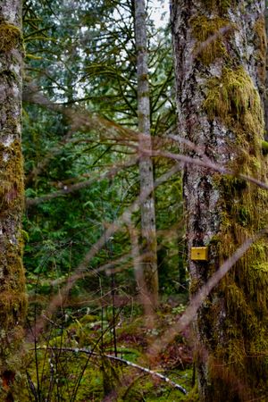 Trees covered in moss, there are a few types of trees but the one in focus on the right has a mysterious yellow block nailed to it.